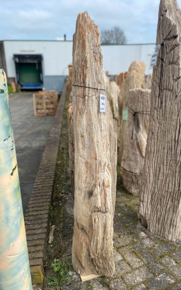 Grafsteen versteend hout 47057