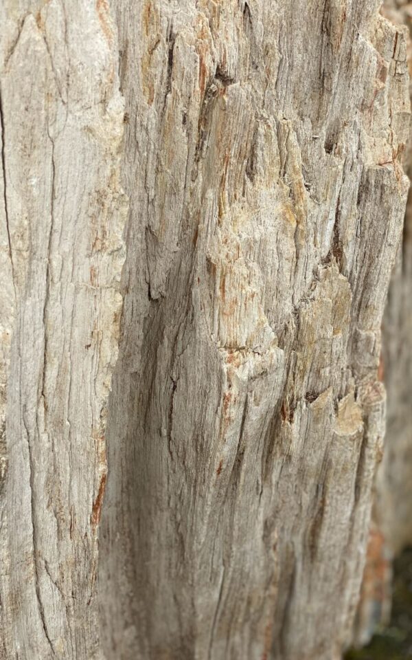 Grafsteen versteend hout 47057