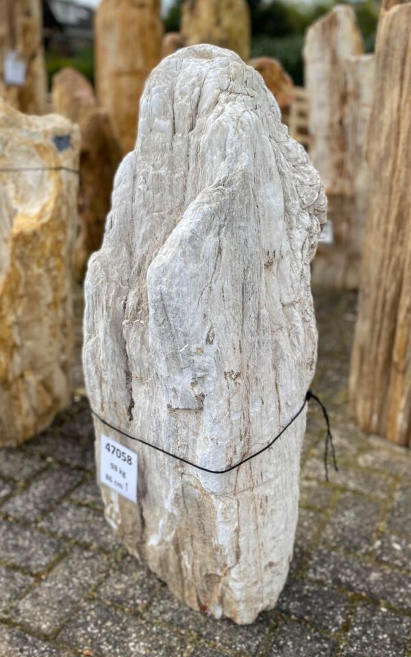 Grafsteen versteend hout 47058