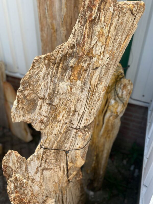 Grafsteen versteend hout 47060