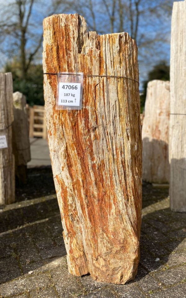 Grafsteen versteend hout 47066