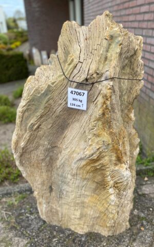 Grafsteen versteend hout 47067
