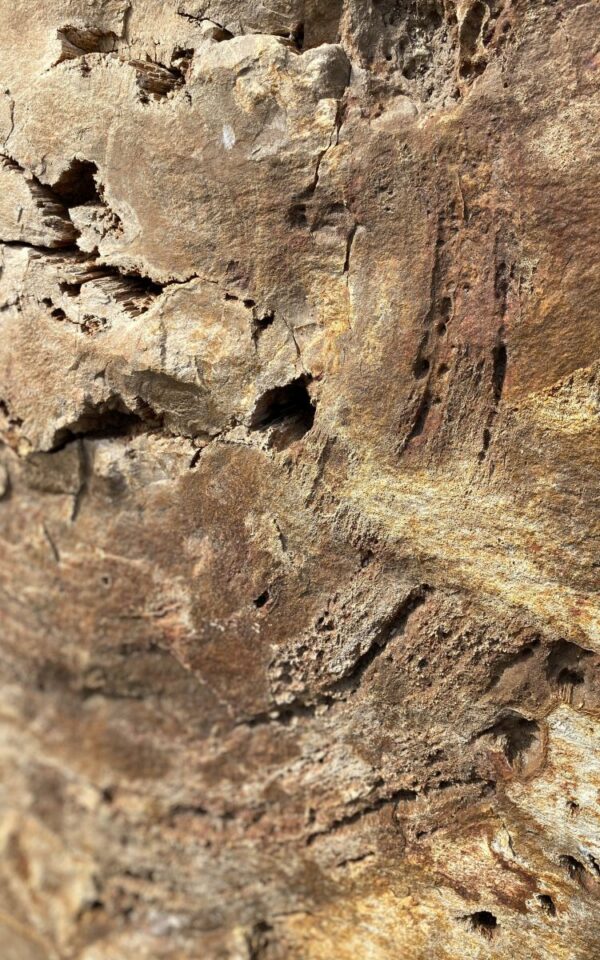 Grafsteen versteend hout 47068