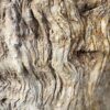Grafsteen versteend hout 47070