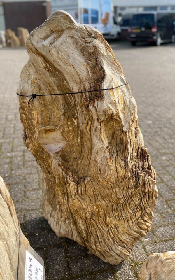 Grafsteen versteend hout 47070