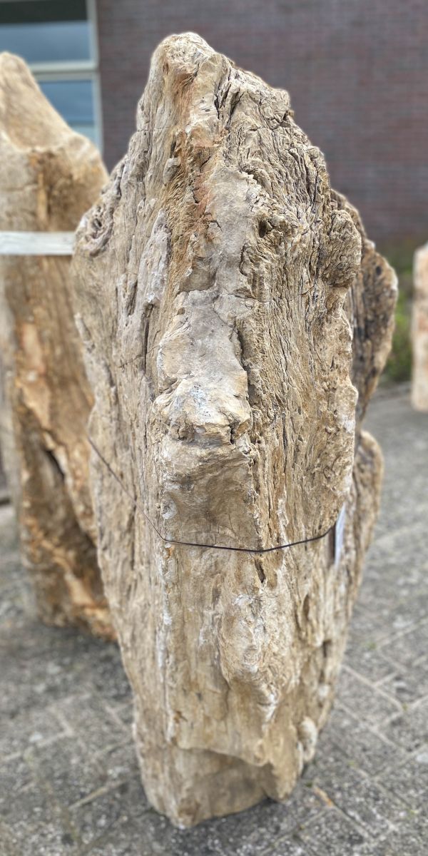 Grafsteen versteend hout 47072