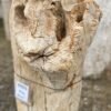 Grafsteen versteend hout 47075