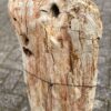 Grafsteen versteend hout 47075