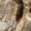 Grafsteen versteend hout 47075