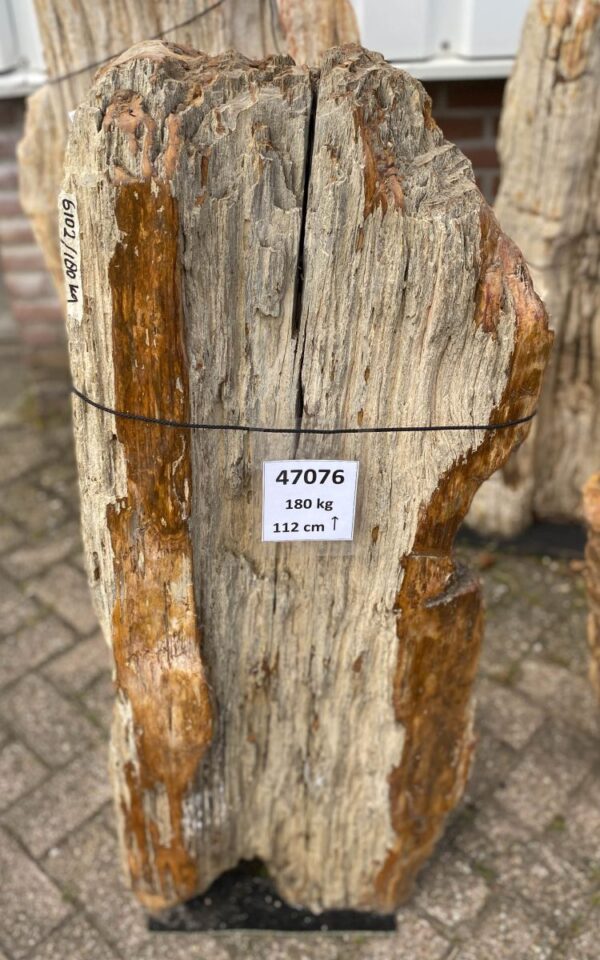 Grafsteen versteend hout 47076