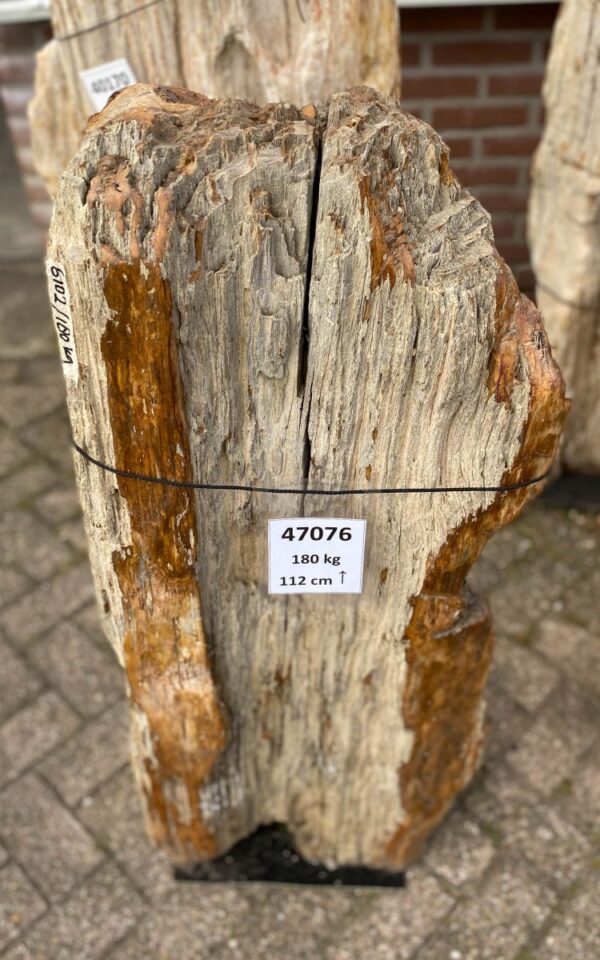 Grafsteen versteend hout 47076