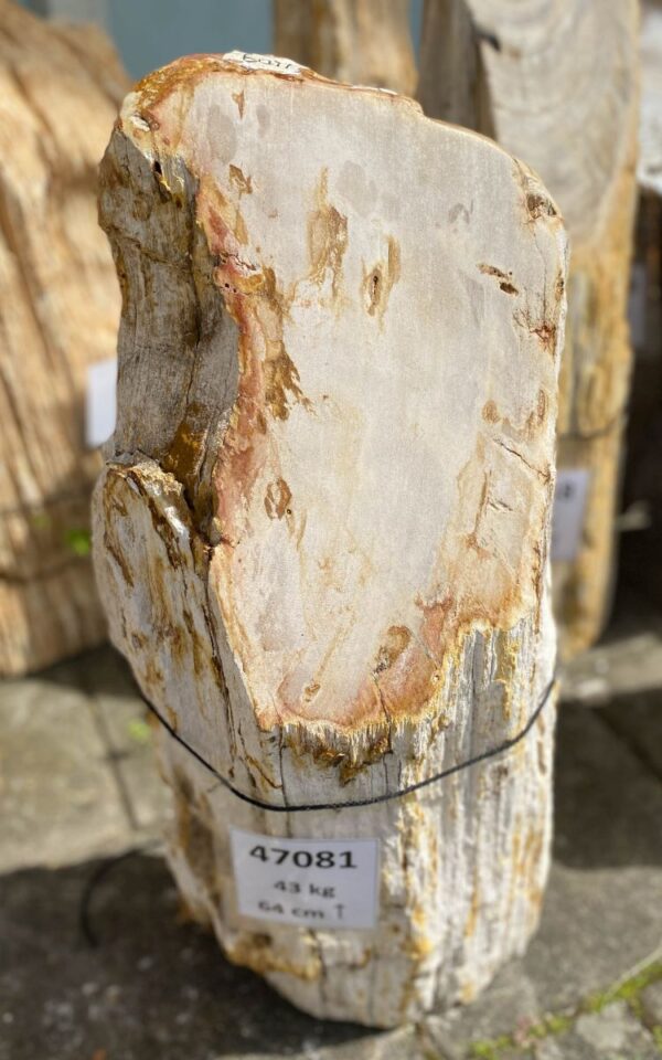 Grafsteen versteend hout 47081