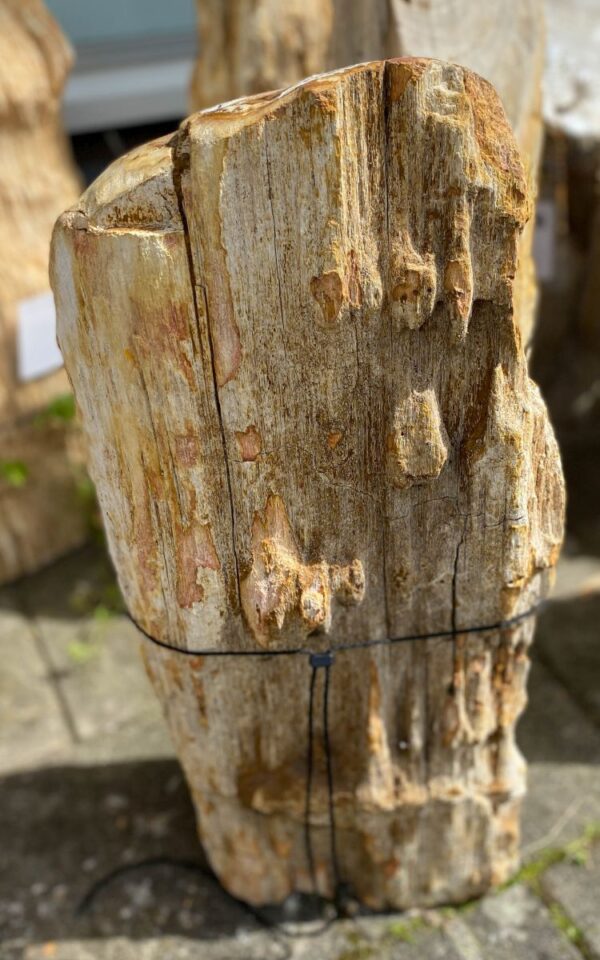 Grafsteen versteend hout 47081