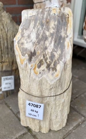 Grafsteen versteend hout 47087
