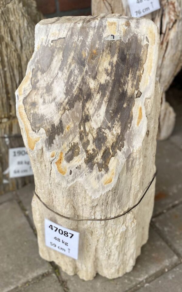 Grafsteen versteend hout 47087