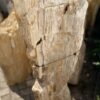 Grafsteen versteend hout 47088