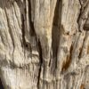Grafsteen versteend hout 47088