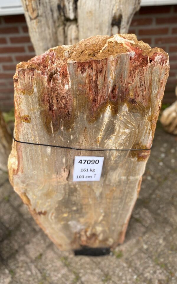 Grafsteen versteend hout 47090