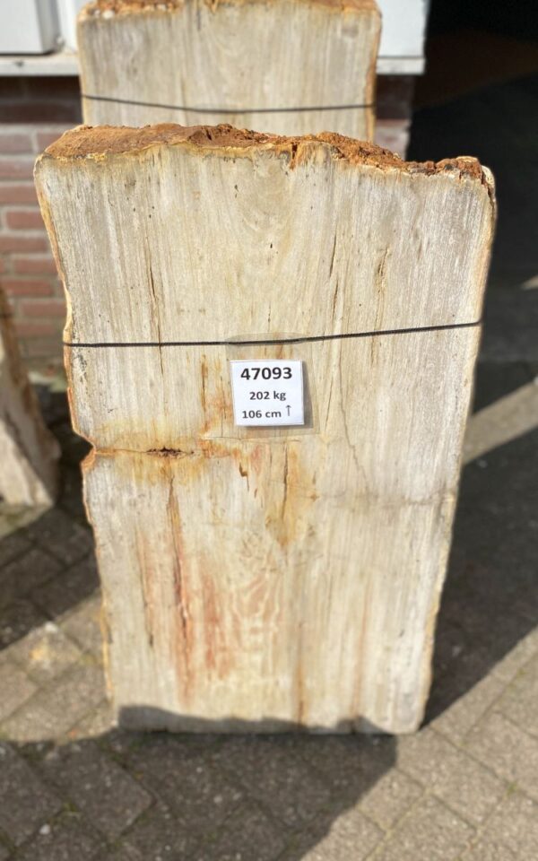 Grafsteen versteend hout 47093