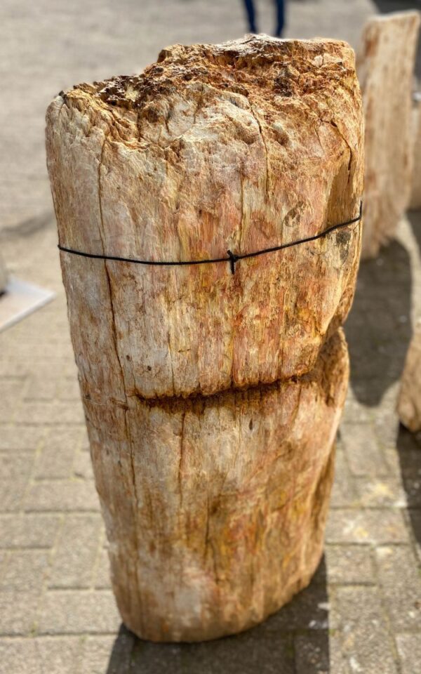 Grafsteen versteend hout 47093
