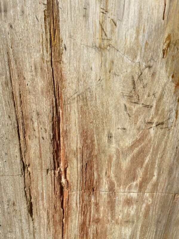 Grafsteen versteend hout 47093
