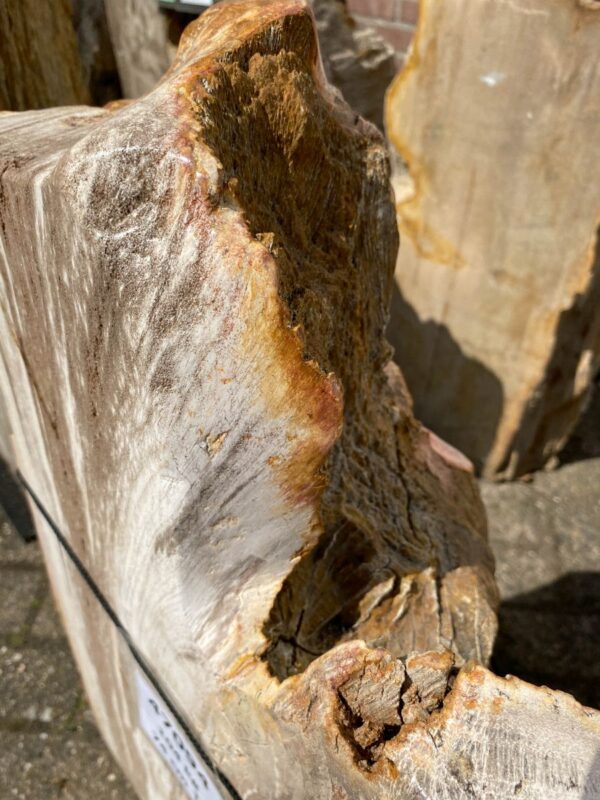 Grafsteen versteend hout 47094