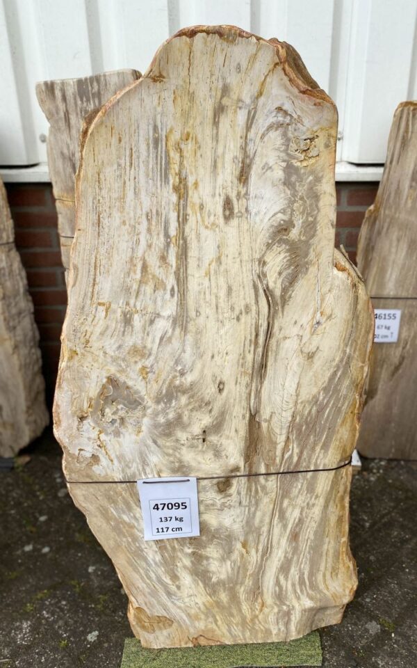 Grafsteen versteend hout 47095