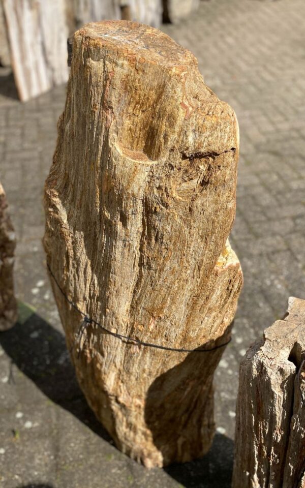 Grafsteen versteend hout 47097