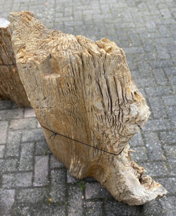 Grafsteen versteend hout 47098