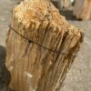 Grafsteen versteend hout 47099