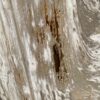 Grafsteen versteend hout 47099
