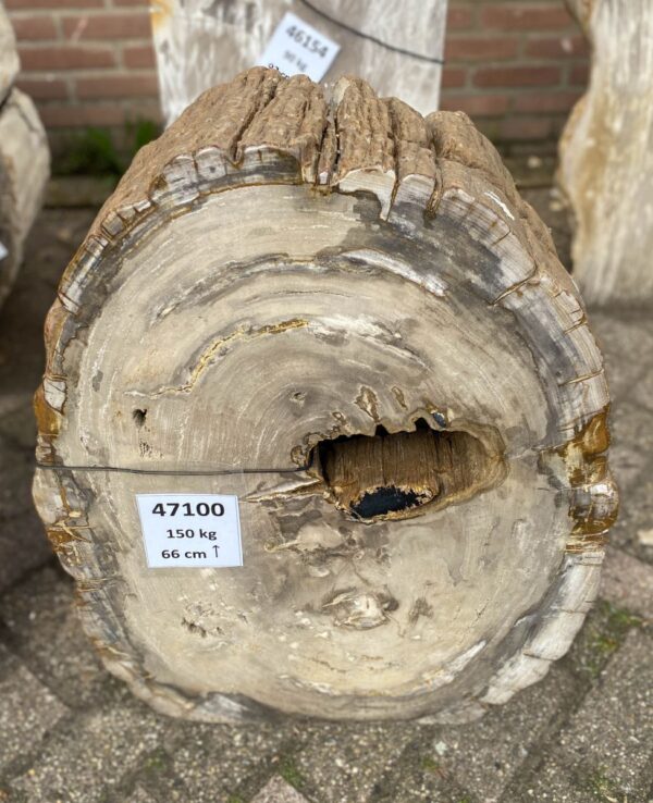 Grafsteen versteend hout 47100