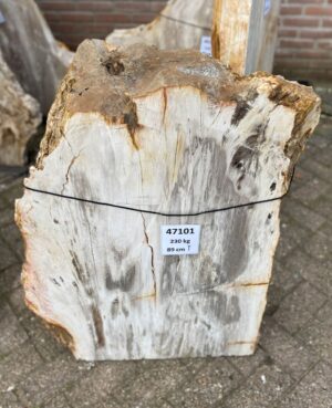 Grafsteen versteend hout 47101