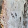 Grafsteen versteend hout 47101