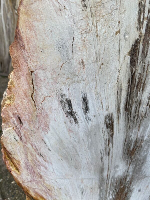 Grafsteen versteend hout 47101