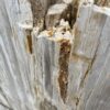 Grafsteen versteend hout 47102