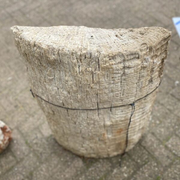 Grafsteen versteend hout 47103
