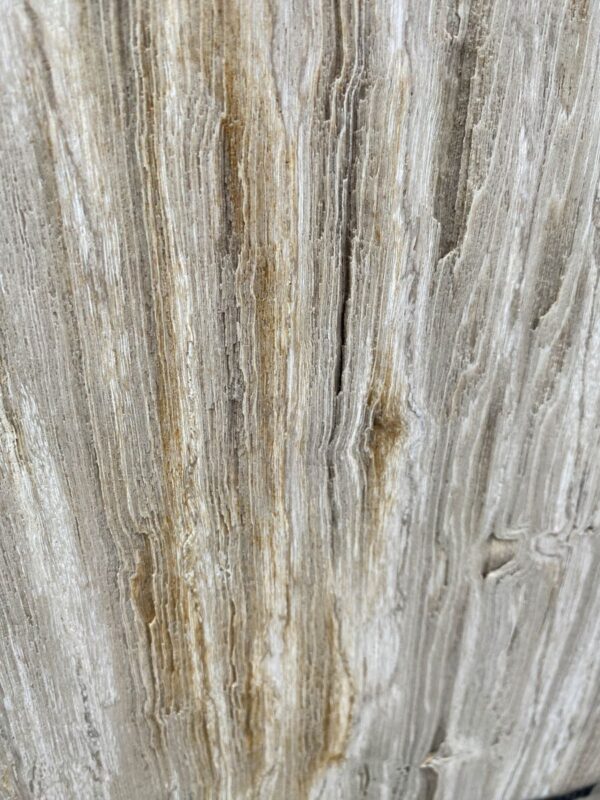 Grafsteen versteend hout 47103
