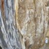 Grafsteen versteend hout 47105
