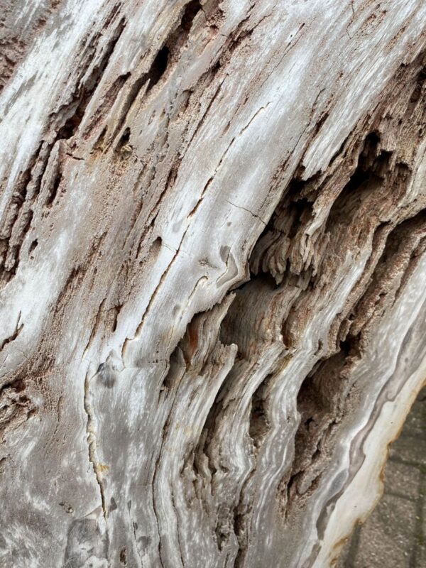 Grafsteen versteend hout 47107