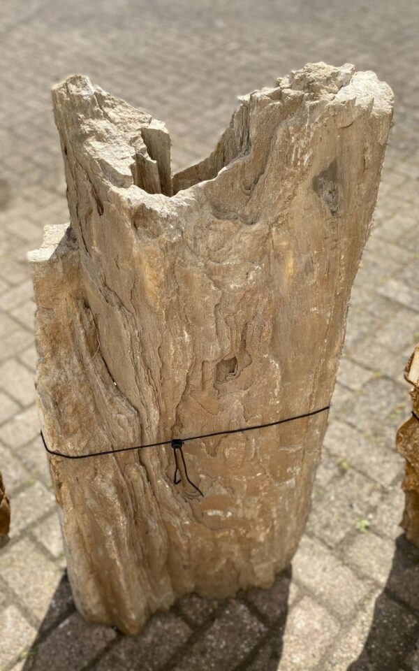 Grafsteen versteend hout 47109