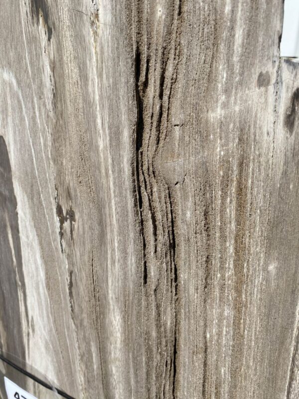 Grafsteen versteend hout 47109