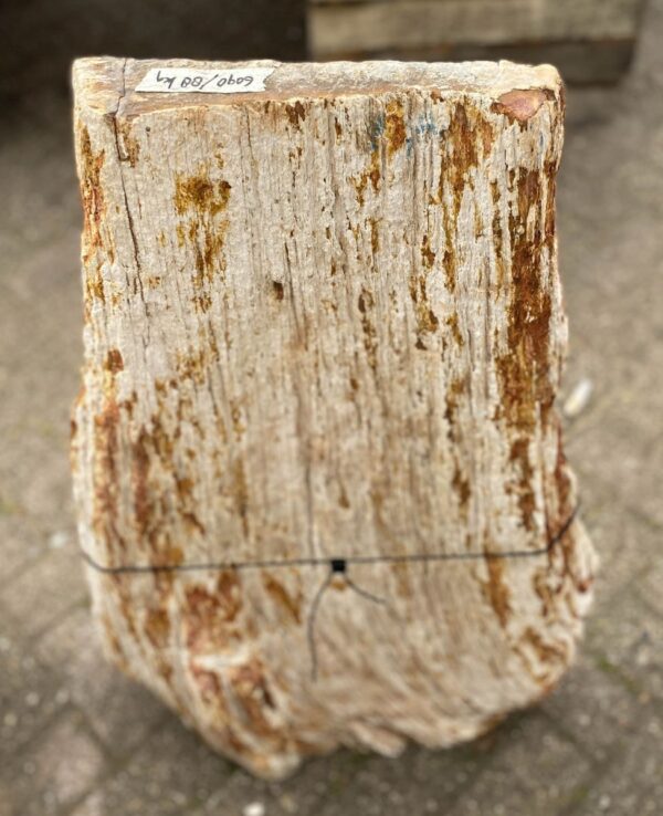 Grafsteen versteend hout 47112