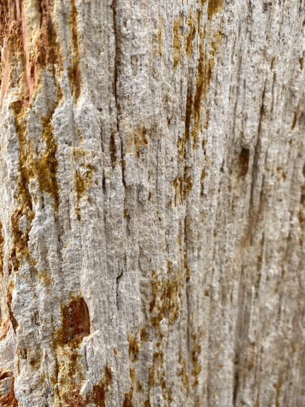 Grafsteen versteend hout 47112