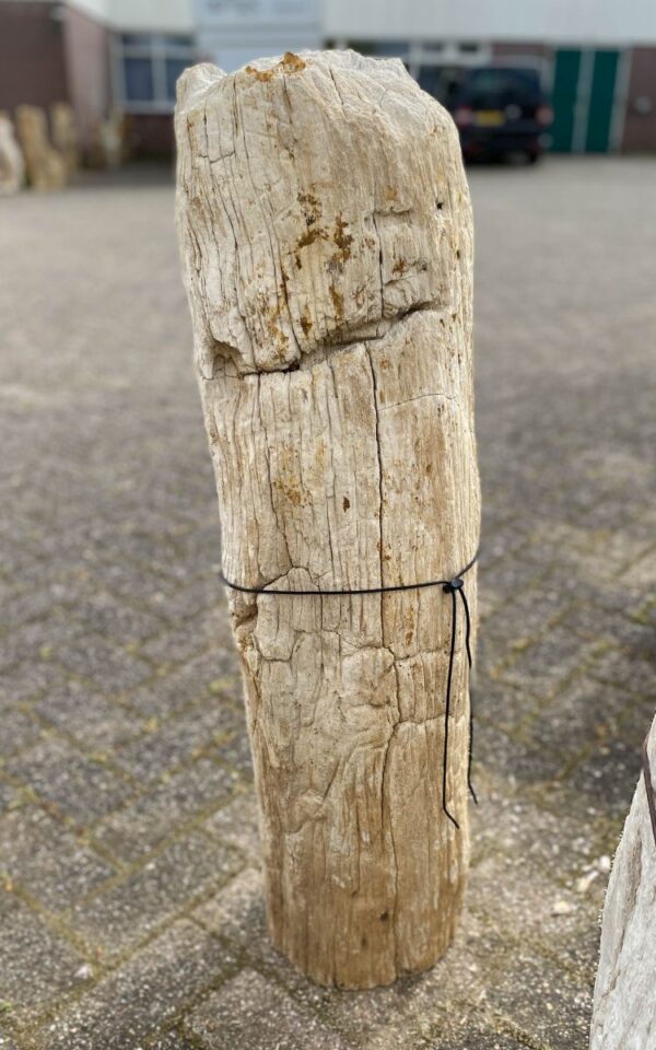 Lápida madera petrificada 46069