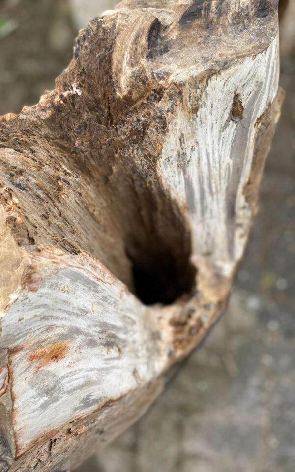 Lápida madera petrificada 46114