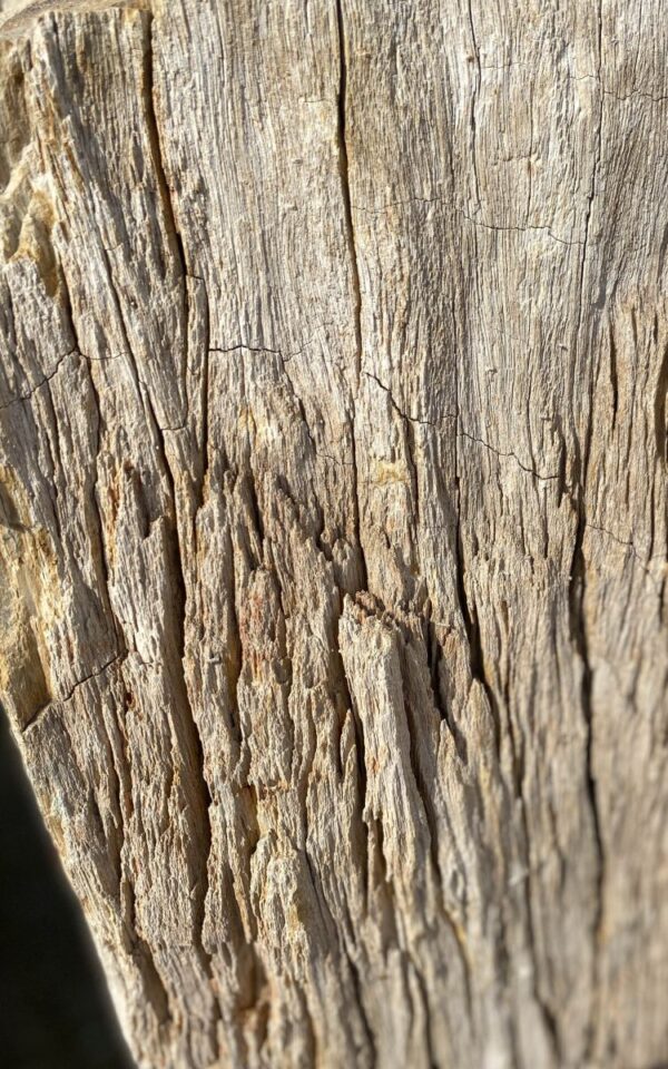 Lápida madera petrificada 47053