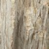 Lápida madera petrificada 47057