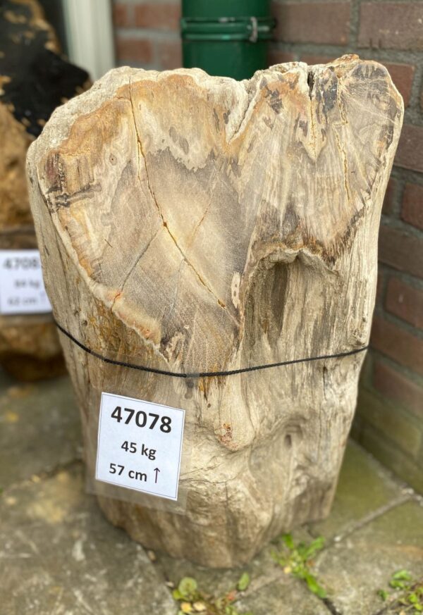 Lápida madera petrificada 47078