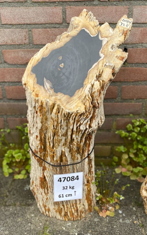 Lápida madera petrificada 47084